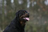 ROTTWEILER 470